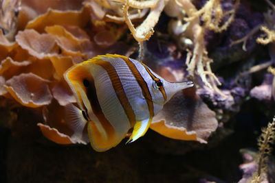 Close-up of fish swimming in sea