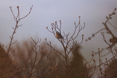 Close-up of dead plant against the sky
