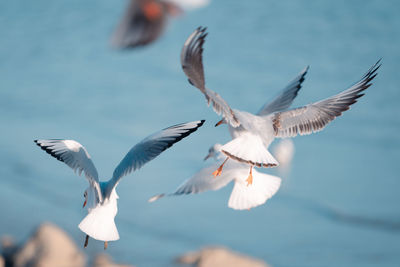 Close-up of seagull flying against sky