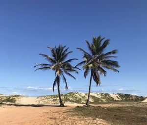 Palm trees on beach against clear blue sky