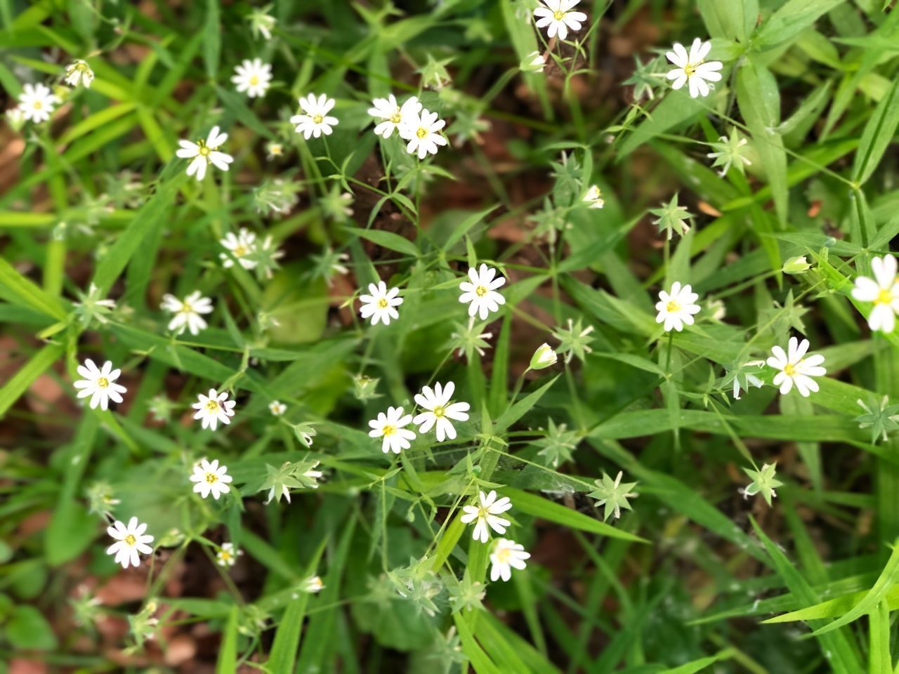 CLOSE-UP OF WHITE FLOWERING PLANTS