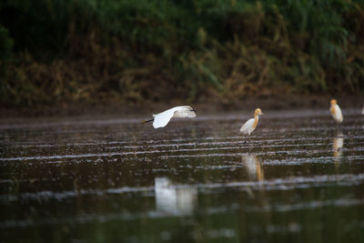 Birds on a lake