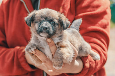 Close-up of person holding small dog