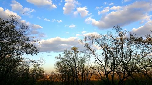 Low angle view of silhouette trees against sky