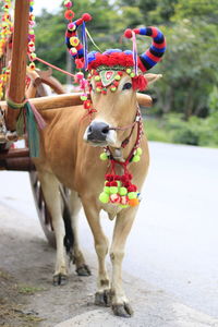 View of cow on road