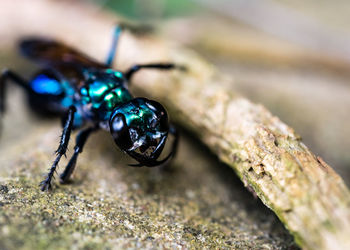 Close-up of insect on wood