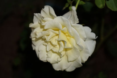 Close-up of white rose flower in park