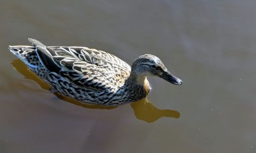 Close-up of a mallard duck in water.