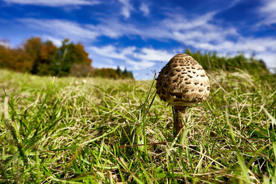 Mushroom close up with forest and meadow in background