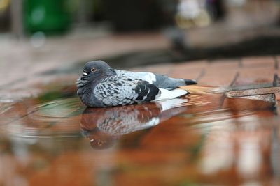 Close-up of pigeon perching on a lake