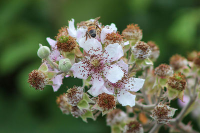 Close-up of insect on flowering plant