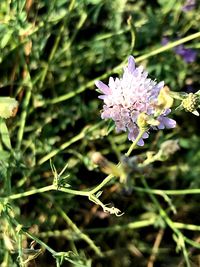Close-up of purple flowering plant