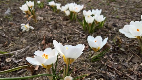 High angle view of white crocus flowers on field