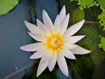 Close-up of water lily in lake