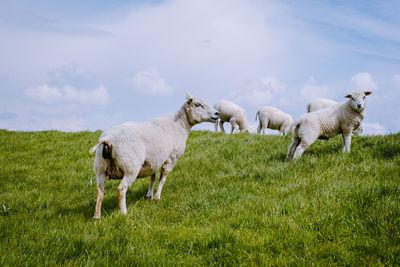 Horses in a field