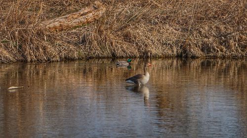 View of duck swimming in lake