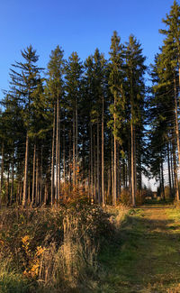 Pine trees in forest