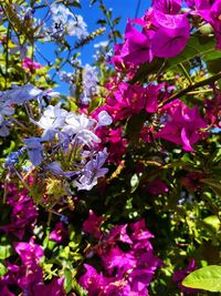 Close-up of pink flowering plant