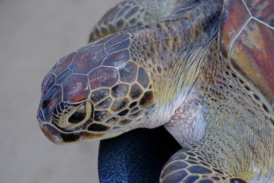 Close-up of turtle