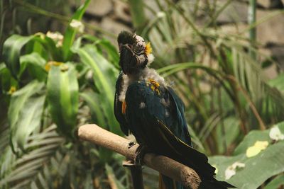 Close-up of bird perching on branch