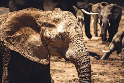 Rare view of an african baby elephant taking a mud bath during in addo national park, south africa.