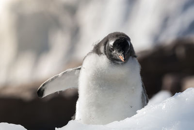 Close-up of penguin