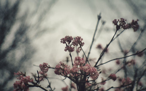 Low angle view of cherry blossoms against sky