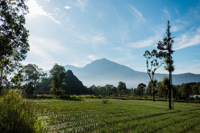 Trees on field against sky
