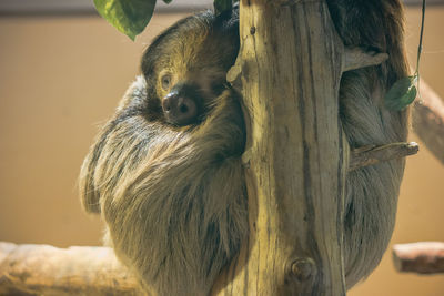 Sloth sleeping in a tree