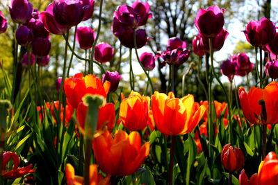 Close-up of red tulips blooming on field