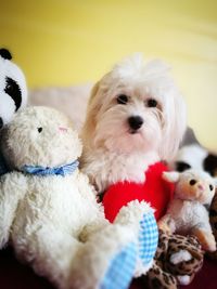 Portrait of cute dog in toy