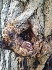 Close-up of lizard on tree trunk