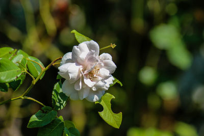 Close-up of white flowering plant