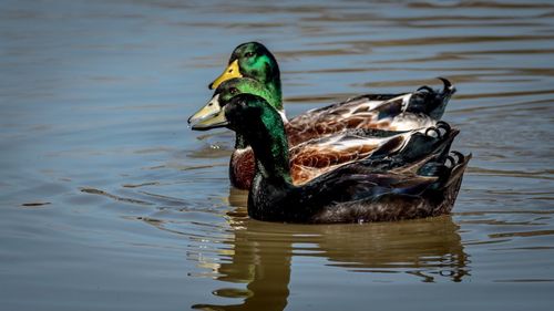 Duck swimming in a lake