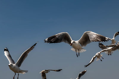 Seagull flying on beautiful blue sky catching food to eat on the air