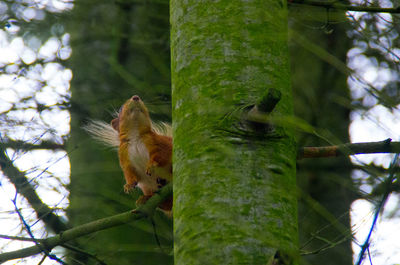 Low angle view of squirrel on tree