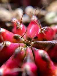 Close-up of red flower