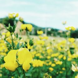 Close-up of yellow flowers blooming in field