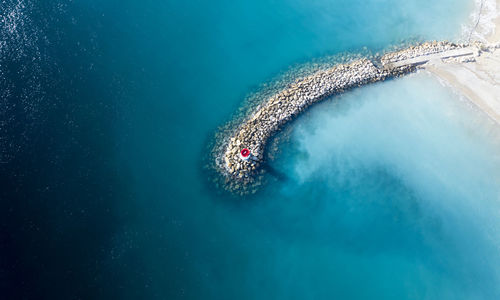 High angle view of jellyfish swimming in sea