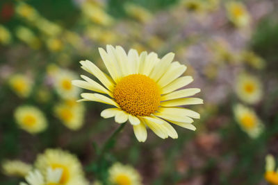 Close-up of daisy flower