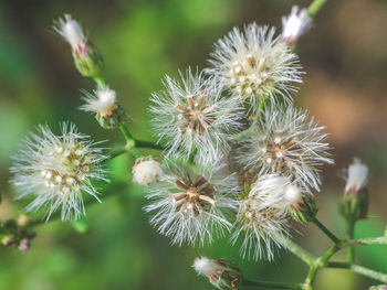 Close-up of flowers against blurred background