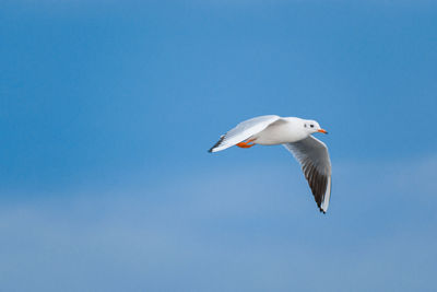 Low angle view of seagull flying in sky