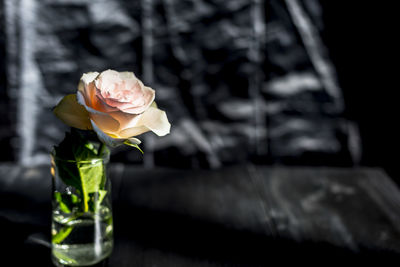 Close-up of rose in glass vase on table