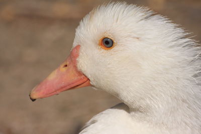 Close-up of a bird