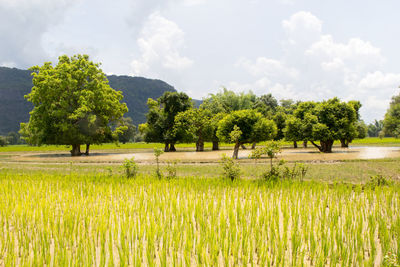 Scenic view of agricultural field against sky