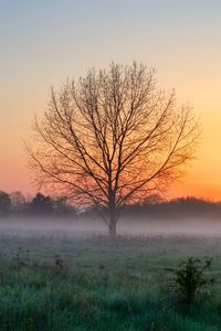 Bare tree on field against sky during sunset