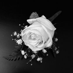 Close-up of rose over black background