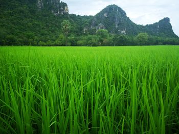 Scenic view of agricultural field