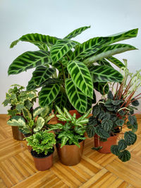 Close-up of potted plant on table