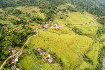 Scenic view of rice paddy